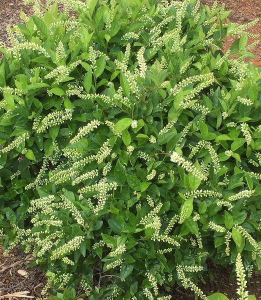 Itea virginica 'Merlot'